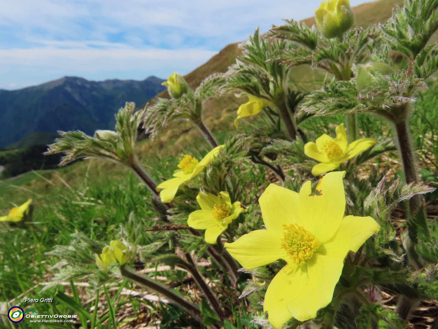 28 Pulsatilla alpina sulphurea (Anemone sulfureo) anche in bocciolo .JPG